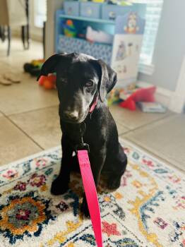 Rescue Labrador Retriever Dogs for Adoption in La Feria, Texas - Sheena | PetCurious