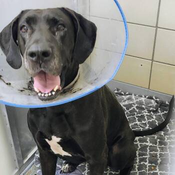 Momma -  Great Dane Dog for Adoption in Houston, Texas - Momma | PetCurious