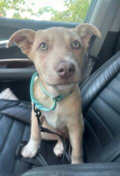 Shepherd Dogs Available for Adoption in Tallahassee, Florida - Boba | PetCurious