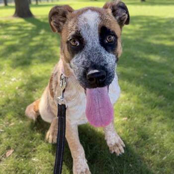 Rescue Cattle Dog Dogs for Adoption in Richmond, California - BRIDGETTE | PetCurious