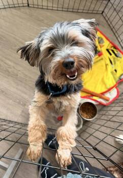 Yorkshire Terrier and Poodle Dogs Available for Adoption in Harrison City, Pennsylvania - Scruffy (Huff) | PetCurious