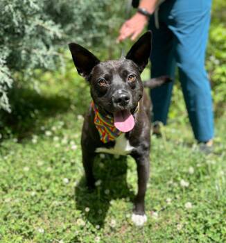 Brady -  Mixed Breed Dog Available for Adoption in Ellijay, Georgia - Brady | PetCurious