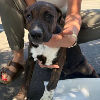 Bobby -  Cattle Dog Dog for Adoption in Reno, Nevada - Bobby | PetCurious