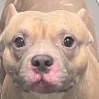 Rocky -  American Staffordshire Terrier Dog for Adoption in Des Moines, Iowa - Rocky | PetCurious