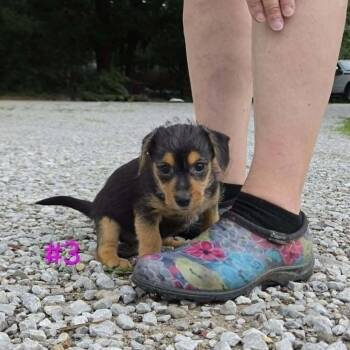 Mister -  Rat Terrier and Yorkshire Terrier Dog for Adoption in Waterloo, Illinois - Mister | PetCurious