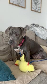 Chickie -  Mixed Breed Dog for Adoption in New York, New York - Chickie | PetCurious