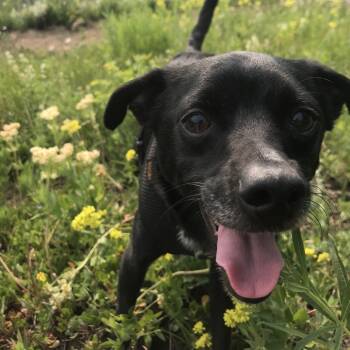 Rescue Chihuahua Dogs for Adoption in Boulder, Colorado - Oso | PetCurious