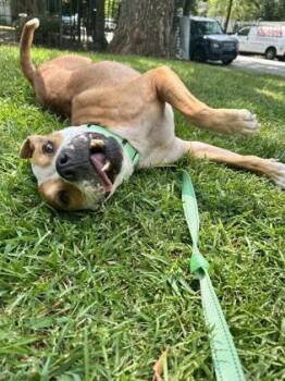 Ivonne -  Mixed Breed Dog for Adoption in Chamblee, Georgia - Ivonne | PetCurious