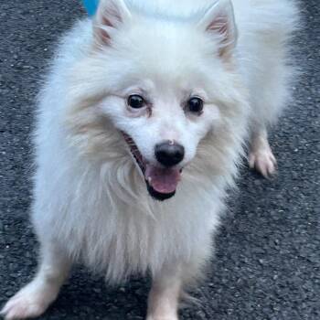 Foxy -  Spitz and Pomeranian Dog for Adoption in Rockville, Maryland - Foxy | PetCurious