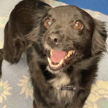 Terrier Dogs Available for Adoption in Lacon, Illinois - Chloe | PetCurious