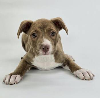 Labrador Retriever and Staffordshire Bull Terrier Dogs Available for Adoption - Kai | PetCurious