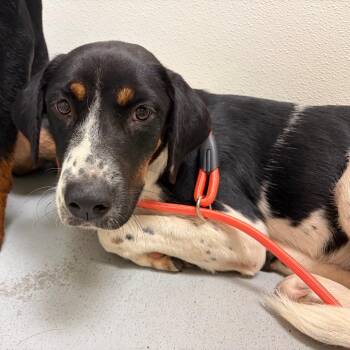 Sabrina -  Mixed Breed Dog for Adoption in Charlottesville, Virginia - Sabrina | PetCurious