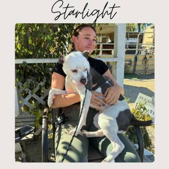 Boxer and Mixed Breed Dogs Available for Adoption - STARLIGHT* | PetCurious
