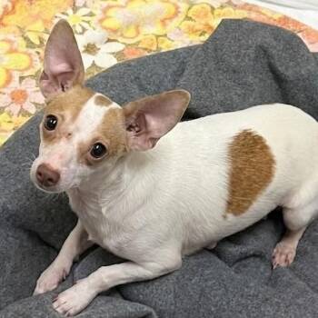 Kaylee 8476 -  Chihuahua Dog Available for Adoption in Boca Raton, Florida - Kaylee 8476 | PetCurious