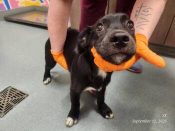 JORDAN -  Labrador Retriever Dog for Adoption in Baytown, Texas - JORDAN | PetCurious