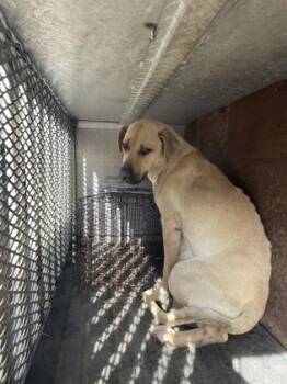 Mixed Breed Dogs Available for Adoption - Samantha | PetCurious