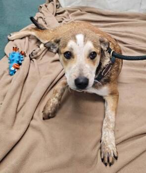 Mixed Breed Dogs Available for Adoption - Portugal | PetCurious