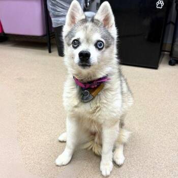 MEMPHIS -  Pomeranian and Klee Kai Dog for Adoption in Aurora, Colorado - MEMPHIS | PetCurious