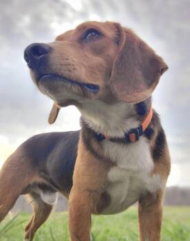Beagle Dogs Available for Adoption in Pembroke, Massachusetts - Jake | PetCurious