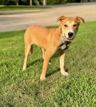 Donald -  Shepherd Dog for Adoption in Manchester, Connecticut - Donald | PetCurious