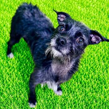 Eddie -  Yorkshire Terrier Dog for Adoption in Battle Creek, Michigan - Eddie | PetCurious