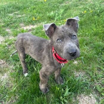Rescue Mixed Breed Dogs for Adoption in Buffalo, Minnesota - Arthur | PetCurious
