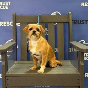 SHANNON -  Terrier and Mixed Breed Dog for Adoption in Waterford, New Jersey - SHANNON | PetCurious