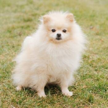 Rescue Pomeranian Dogs for Adoption in Northbrook, Illinois - Bouncy Ball | PetCurious