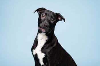 Rescue Terrier and Shepherd Dogs for Adoption in Deerfield, Michigan - Moe | PetCurious