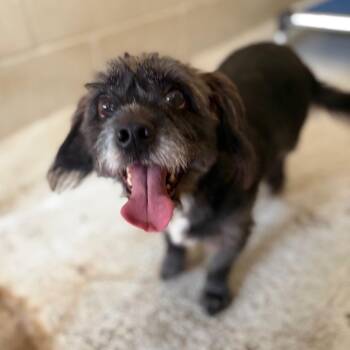 Loki -  Chihuahua and Cocker Spaniel Dog for Adoption in Laredo, Texas - Loki | PetCurious