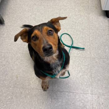 Rescue Cattle Dog and Bloodhound Dogs for Adoption in Bastrop, Texas - Sweetie Pie 25-10-065 | PetCurious