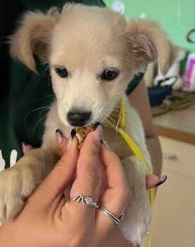 Baloo -  Cocker Spaniel Dog for Adoption in Austin, Texas - Baloo | PetCurious