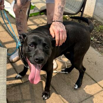 Rescue Black Labrador Retriever and Pit Bull Terrier Dogs for Adoption in Farmersville, Ohio - Thyme | PetCurious
