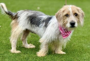 Rescue Basset Hound and Terrier Dogs for Adoption in Hondo, Texas - Maizie - Basset Hound/Terrier Mix | PetCurious