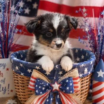 Poppy -  Pomeranian and Jack Russell Terrier Dog for Adoption in Crosby, Texas - Poppy | PetCurious