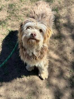 Terrier Dogs Available for Adoption in Fort Lupton, Colorado - Mooney | PetCurious