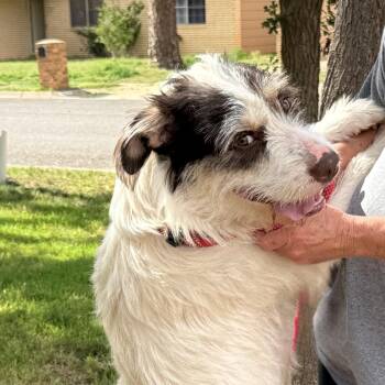 WILLOW -  Terrier Dog for Adoption in Levelland, Texas - WILLOW | PetCurious