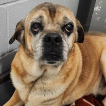 Gorgon -  Pug Dog for Adoption in New Philadelphia, Ohio - Gorgon | PetCurious