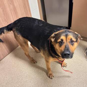 Shepherd Dogs Available for Adoption in Bristol, Indiana - Pandora | PetCurious