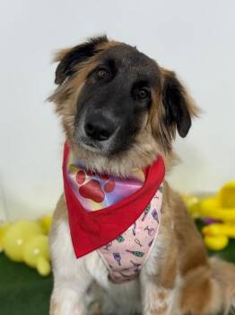 German Shepherd Dog and Saint Bernard Dogs Available for Adoption in Carlsbad, California - Izzy | PetCurious