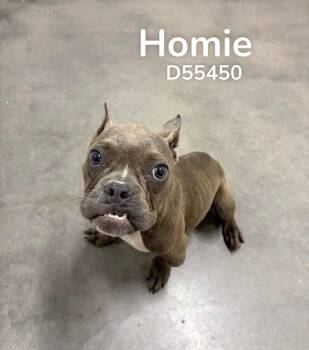 Homie -  American Staffordshire Terrier Dog for Adoption in Clarksville, Tennessee - Homie | PetCurious