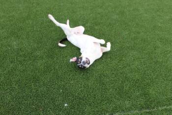 Speedy -  Mixed Breed Dog for Adoption in Jackson, Tennessee - Speedy | PetCurious