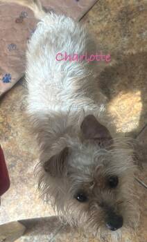 Silky Terrier Dogs Available for Adoption - Charlotte  | PetCurious