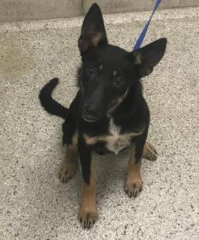 BACON -  Labrador Retriever Dog for Adoption in Conroe, Texas - BACON | PetCurious