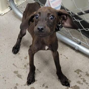 Mixed Breed Dogs Available for Adoption in Las Cruces, New Mexico - Gus | PetCurious