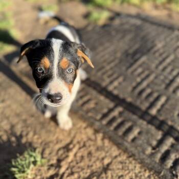 Cattle Dog Dogs Available for Adoption in Sacramento, California - Clint | PetCurious
