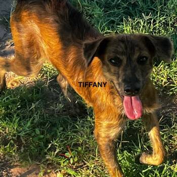 Rescue Mixed Breed Dogs for Adoption in Midland, Texas - Tiffany | PetCurious