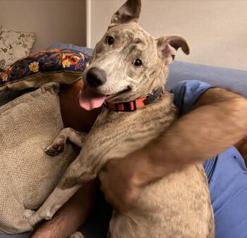 Shepherd and Husky Dogs Available for Adoption - Ash | PetCurious