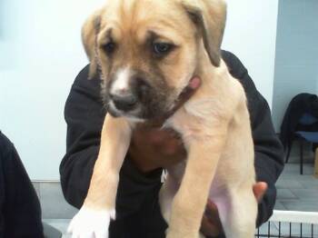 Mixed Breed Dogs Available for Adoption - ALVIN | PetCurious