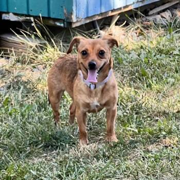Rescue Chihuahua Dogs for Adoption in Lexington, Kentucky - Sally | PetCurious